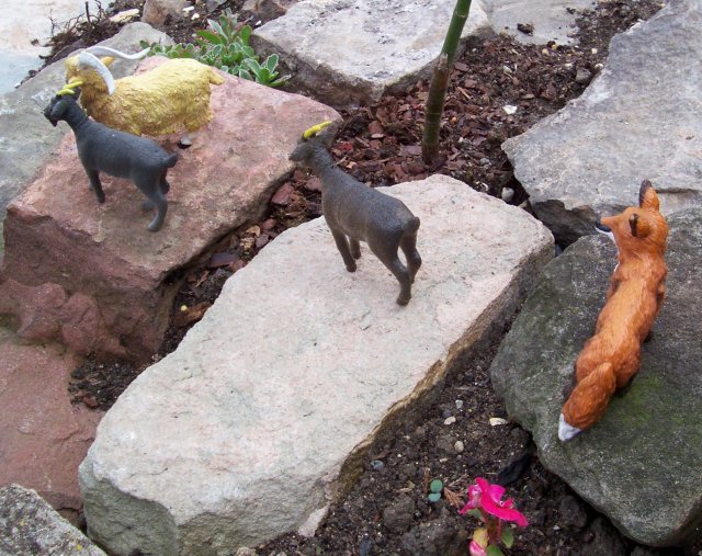 Foxy was thinking about food even before the barbeque..