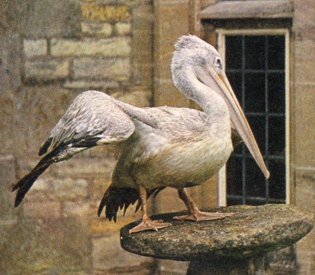 The Central Flying School is the longest serving flying school in the world beginning in Upavon, Wiltshire, England on 12 May 1912. In February 1962 Len Hill of Birdland, Bourton on the Water,  presented CFS with its first official and live mascot, "Patrick" the pelican. Patrick represented the CFS at many events and a BBC documentary was made about him before he died in 1969. 