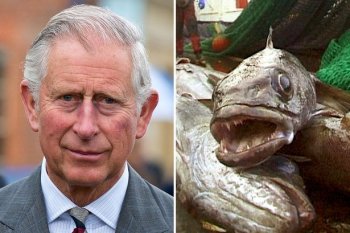 Indeed, the plight of the Great Albatross at the hands of illegal fishermen was the subject of one of the “Black Spider” letters written by HRH Prince Charles to the British Government in 2004.