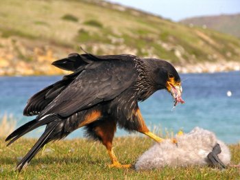 Tourism embraces not only memories of the war of liberation but the rich wildlife of the Falkland Islands, including sea lions, elephant seals, flightless Falkland Ducks, penguins, skuas and the national bird of the islands, the Striated Caracara. 